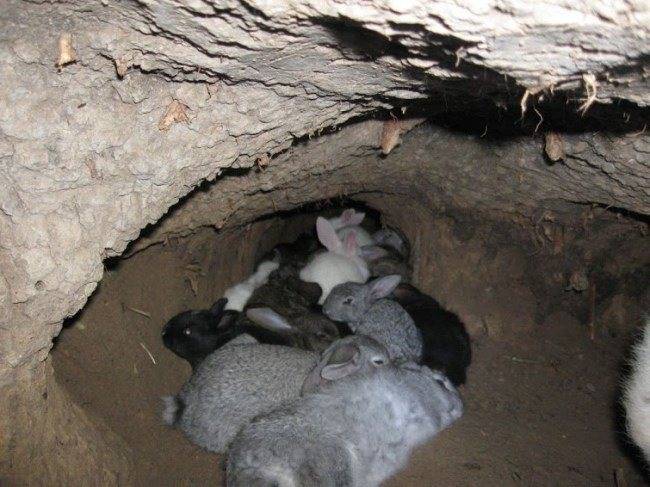 О разведении кроликов в яме: выращивание и содержание кролика ямным способом