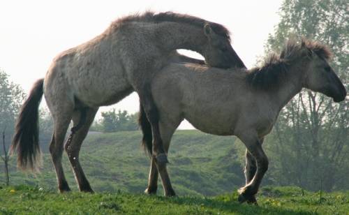 Спаривание лошадей: случка коня и кобылы, как спариваются животные