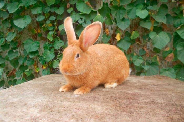 Бургундский кролик — содержание, описание, уход, продуктивность