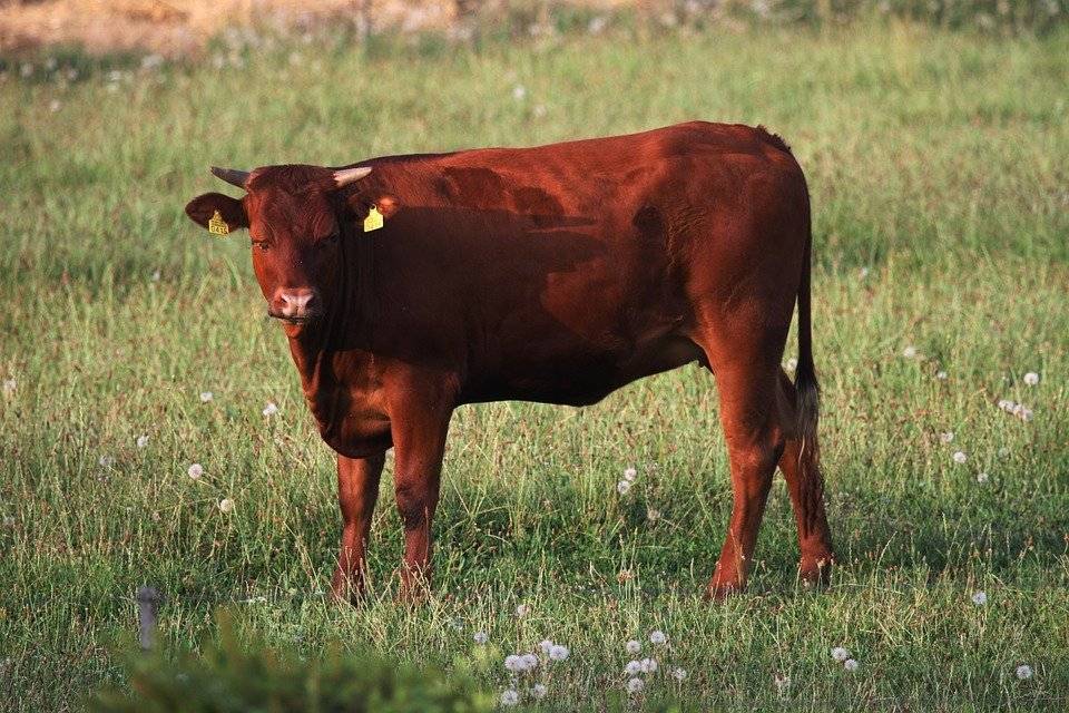 Важные особенности содержания красной степной породы скота