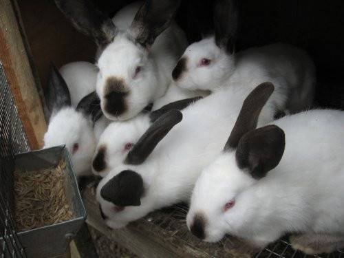 Чем кормить кроликов, чтобы они набрали вес: рациональный откорм животных на мясо
