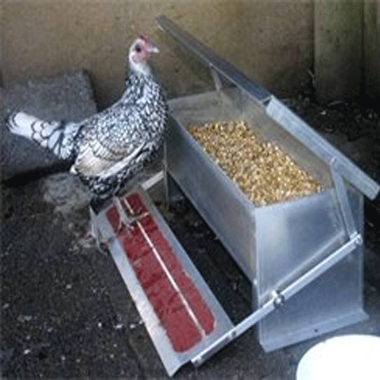 Кормушки для кур: 120 фото и видео самодельных и автоматических кормушек для птицы