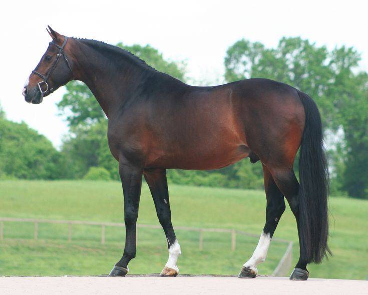 Тракененская лошадь характеристика породы
