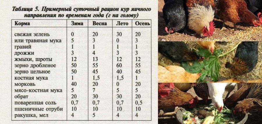 Сколько корма нужно курице несушке в день, норма на сутки