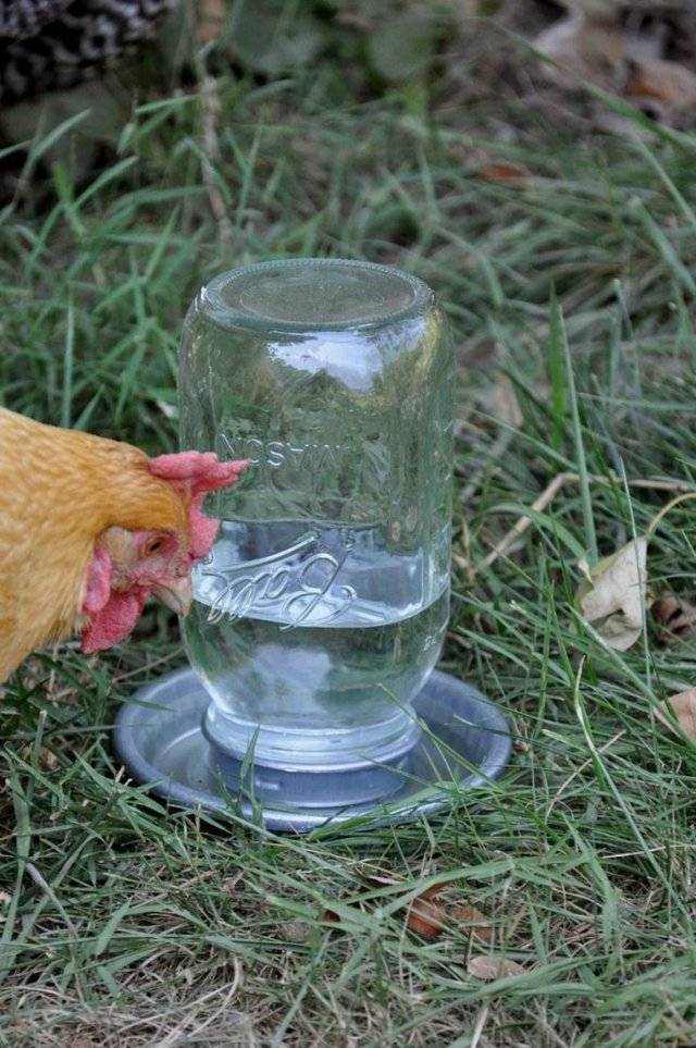 Делаем поилку для куриц и цыплят своими руками: ниппельные, автоматические, размеры и высота