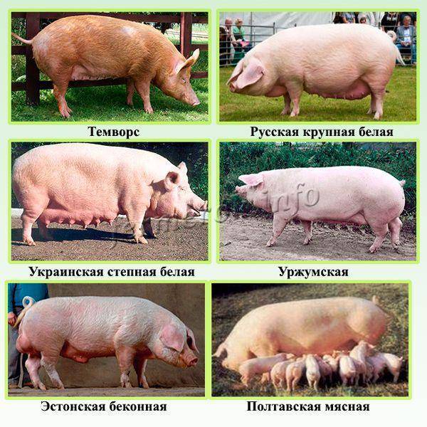 Обзор свиней ландрас: описание породы, содержание, разведение и фото