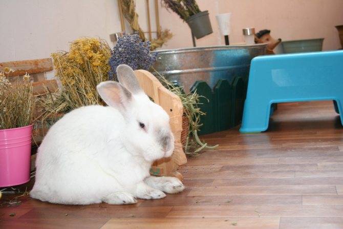 Как правильно ухаживать за декоративным кроликом – условия содержания, кормление, гигиена