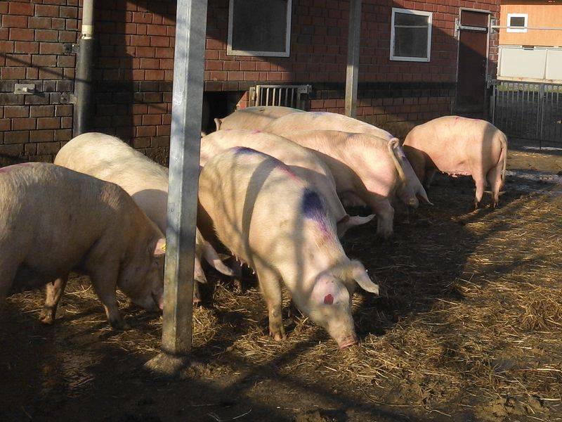 Содержание свиней: грамотный уход, кормление и содержание (90 фото и видео)