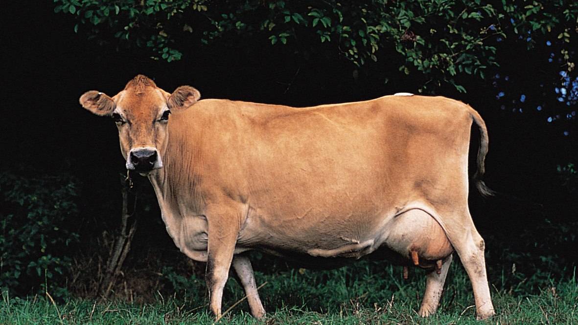 Джерсейские коровы — молочные королевы