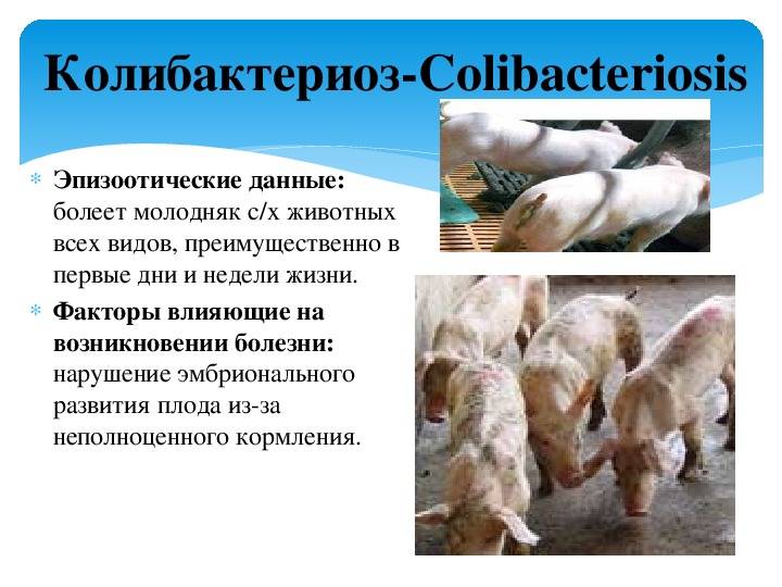 Заболевание: колибактериоз | скорая ветеринарная помощь