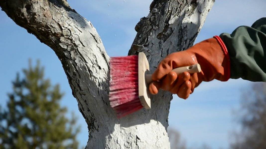 Можно ли вырубать деревья на своем участке в 2021 году (ижс, снт)