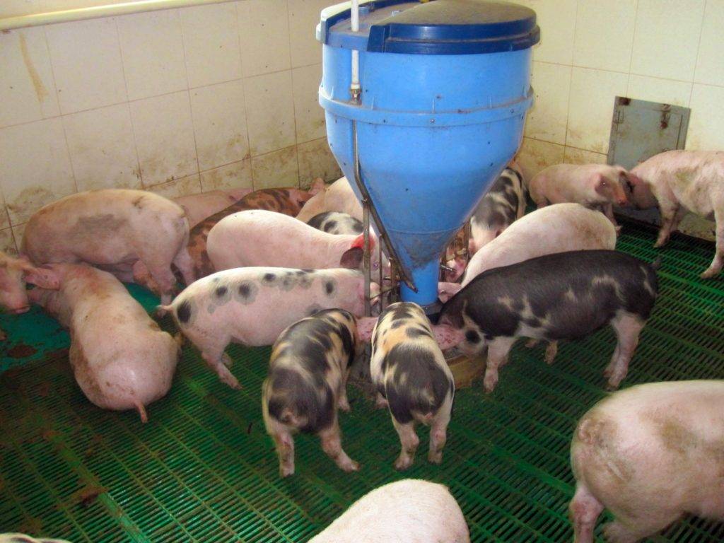 Влияние кормления на качество свинины