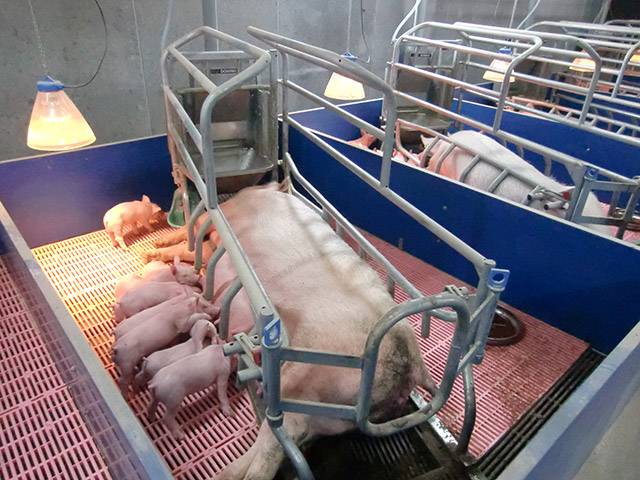 Станок для опороса свиноматки: критерии выбора + изготовление клетки своими руками