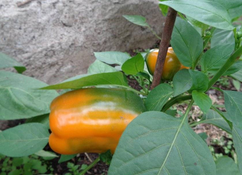 Перец оранжевое чудо описание и выращивание - агро эксперт