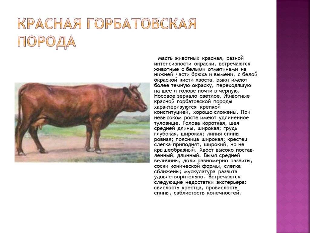 Красногорбатовская порода коров: отзывы, фото, характеристика