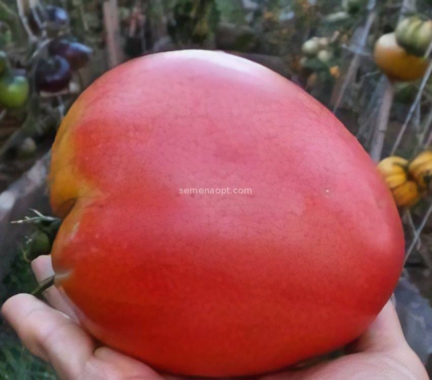 Основные характеристики сорта томата абаканский розовый, описание и особенности плодоношения