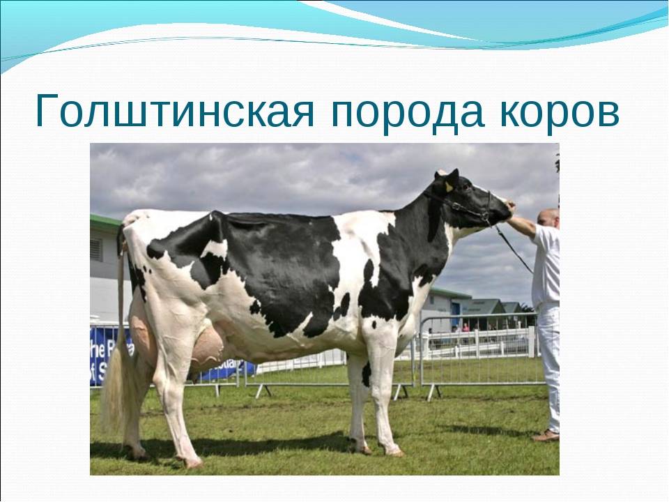 ᐉ голштинская порода коров: описание и характеристики - zooon.ru