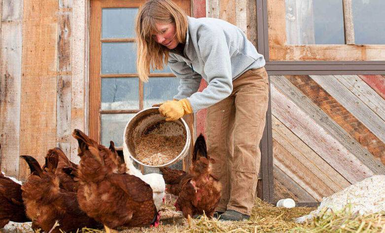 Как правильно и чем лучше кормить кур несушек зимой и осенью в домашних условиях