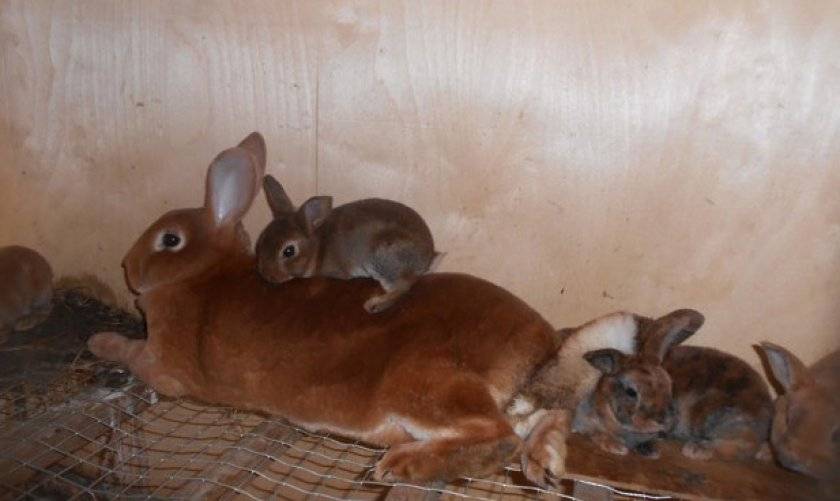 Кролики рекс: фото, особенности породы, содержание, кормление