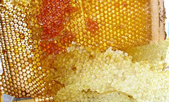 Польза и вред пчелиного забруса
