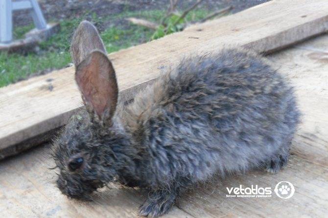 Мокрец у кроликов: инфекционный, бактериальный, травматический - домашние наши друзья