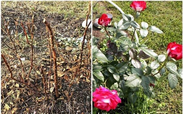 Пересадка розы на новое место — как справиться с задачей и не повредить растение