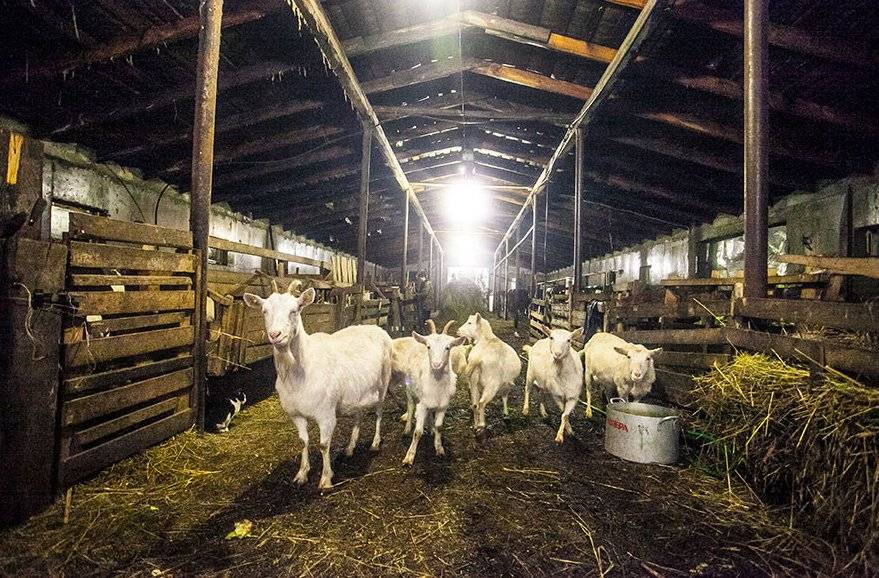Заготавливаем корма для козы на зиму