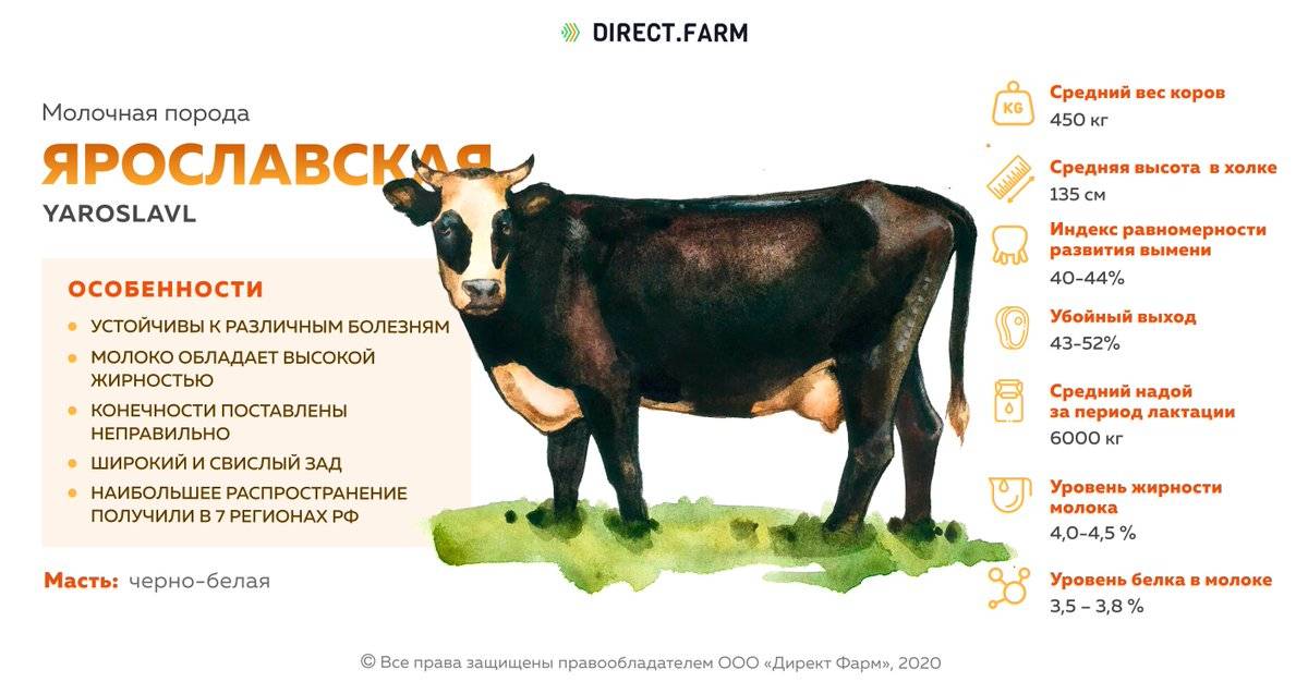 Породы коров характеристика - продуктивные молочные и мясные животные, подборка фото