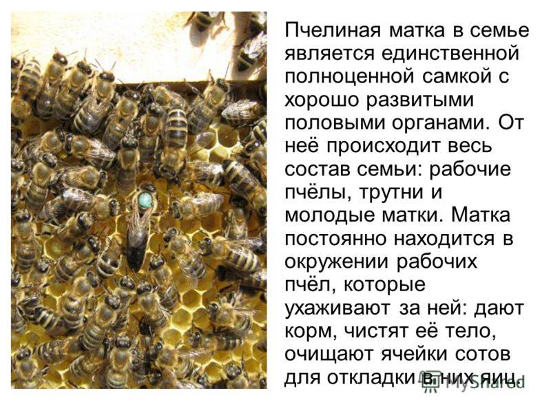 Интересные факты о пчелиных матках