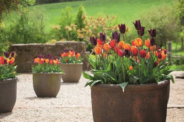 Секреты цветовода: главные ошибки осенней посадки тюльпанов