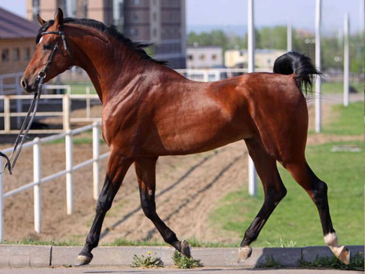 Чистокровная арабская порода лошадей: история, характеристика, достоинства, использование скакунов