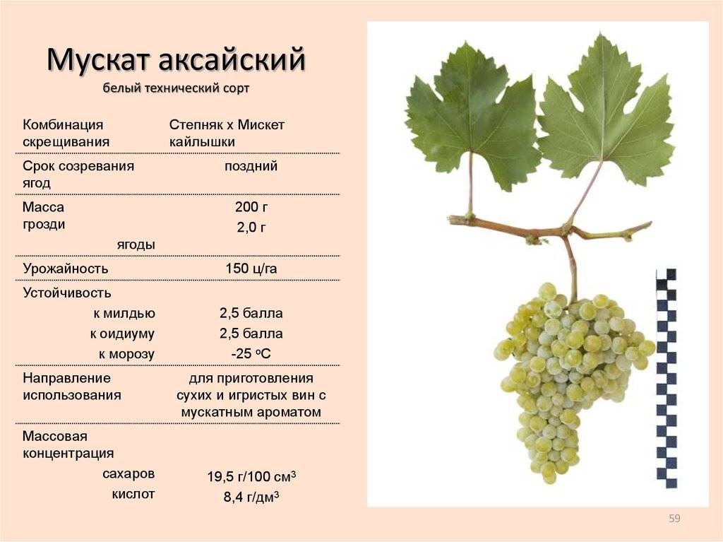 Виноград кишмиш без косточек: название лучших сортов, описание, фото, отзывы и технология выращивания