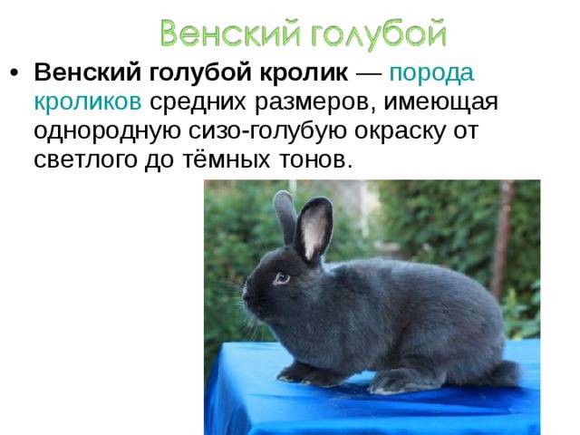 Кролики породы венский голубой — характеристика, уход и содержание, разведение в россии.