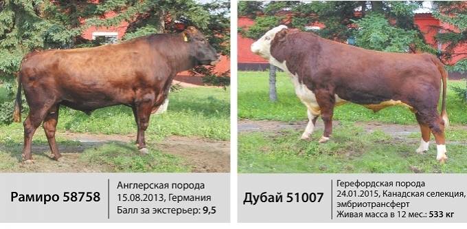ᐉ голштинская порода коров: описание и характеристики - zooon.ru