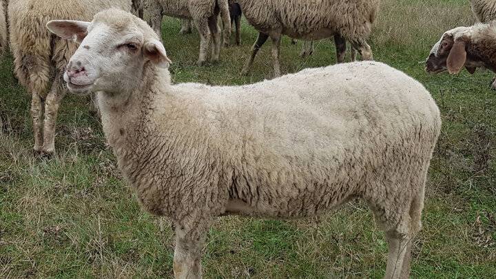 Породы овец мясного направления без запаха: названия и страны обитания