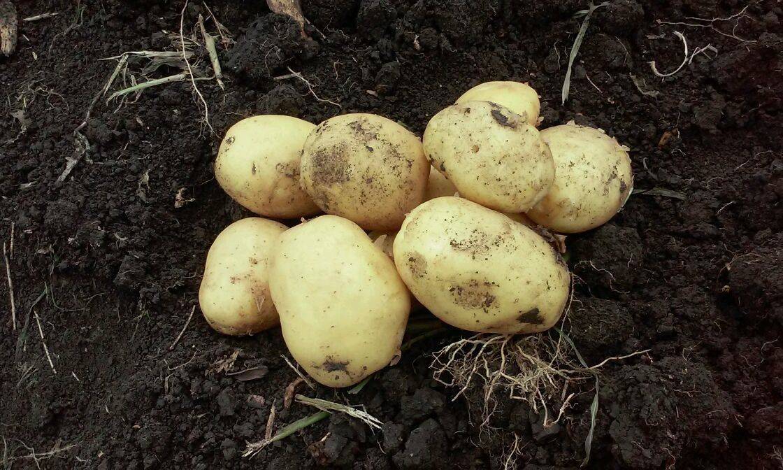 Характеристика, описание, урожайность, отзывы и фото сорта картофеля «импала».