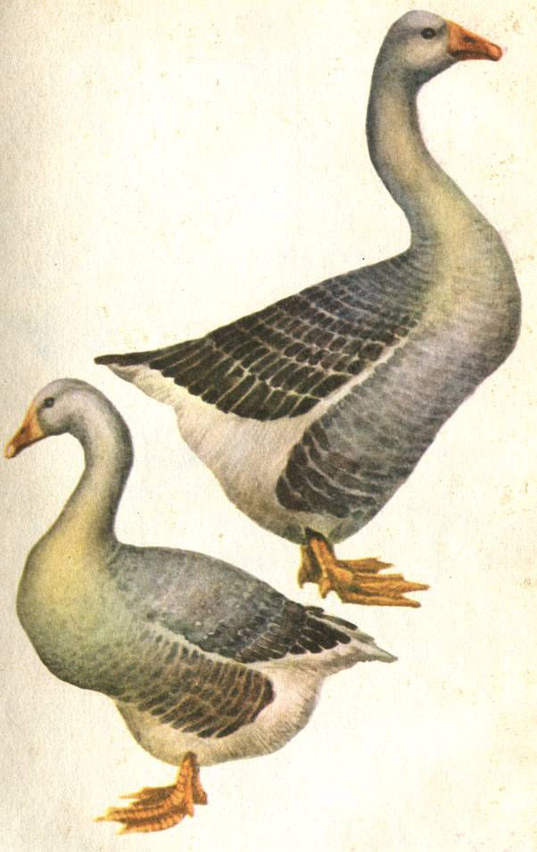 Описание и характеристики серых гусей