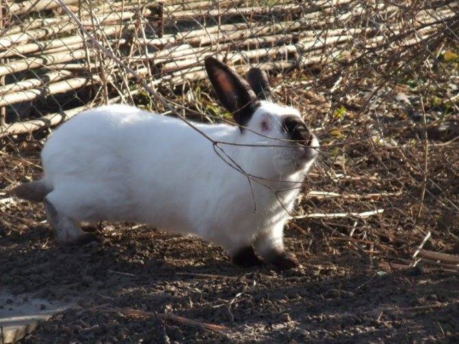 Гималайский кролик. особая порода кроликов меняет свой окрас в холоде