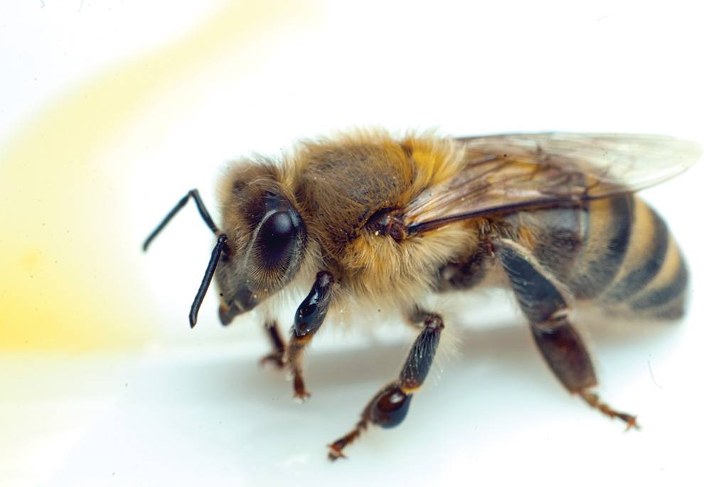 Серая кавказская пчела