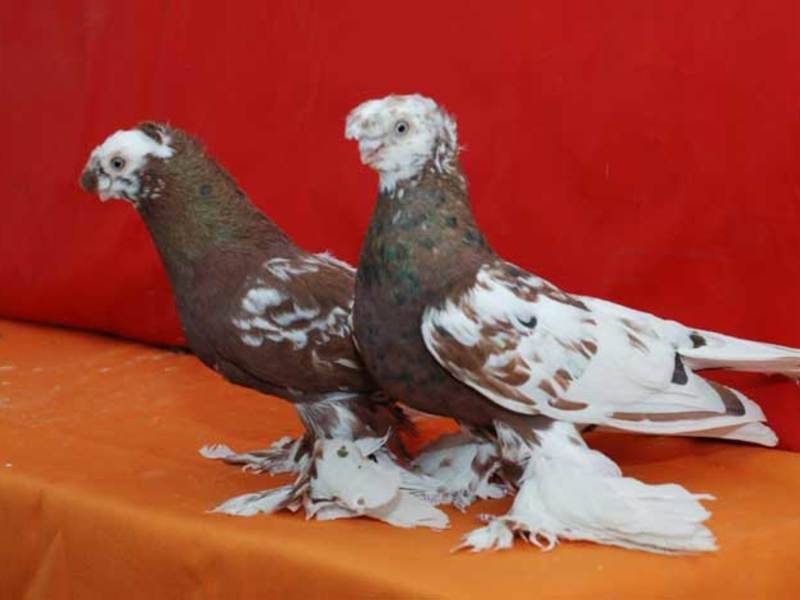 Виды и разведение узбекских декоративных голубей