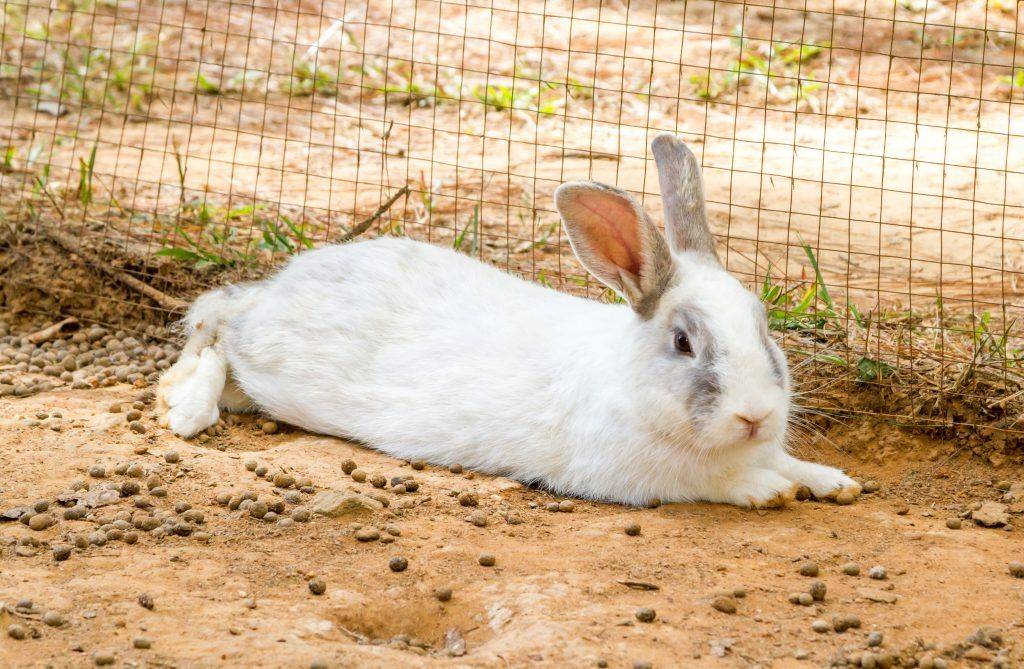 Почему декоративный кролик кусается: что делать, как его отучить