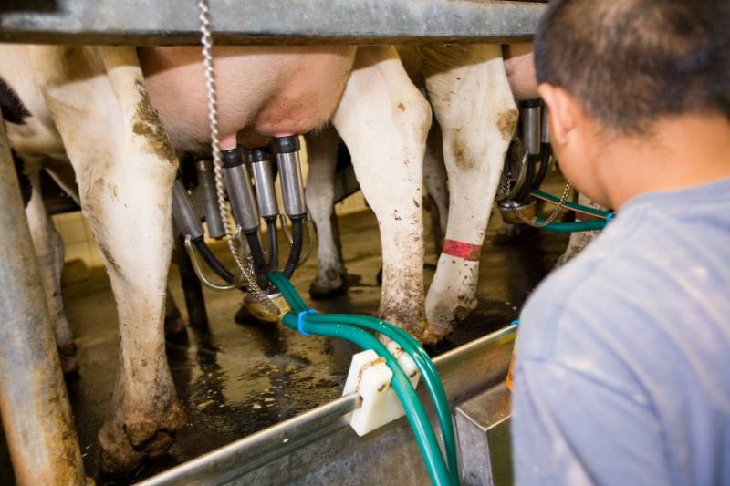 Как можно повысить удой молока у коровы в домашних условиях?