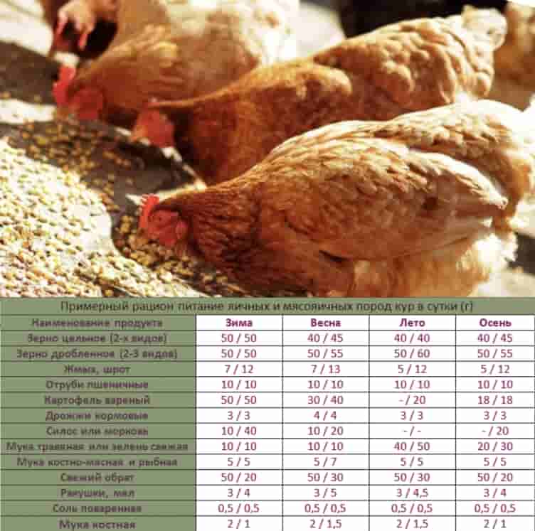 Продолжительность жизни курицы в дикой природе и в неволе