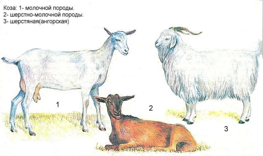 Породы коз молочного направления