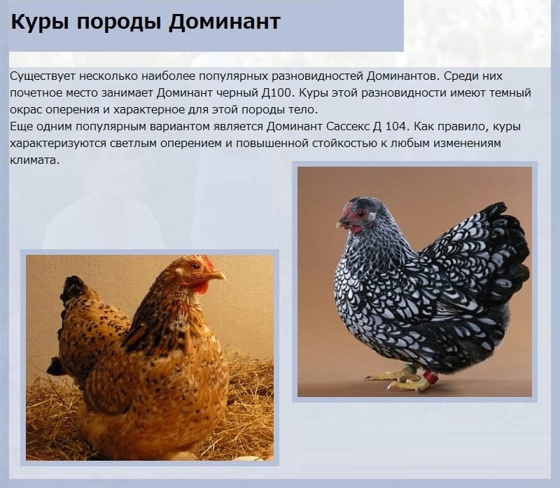 ᐉ куры доминант - характеристика породы и советы по уходу - zooon.ru