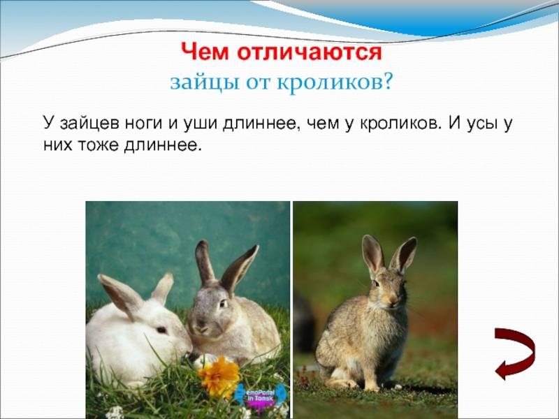 Чем отличается заяц от кролика? различия в ареале, внешнем облике, образе жизни