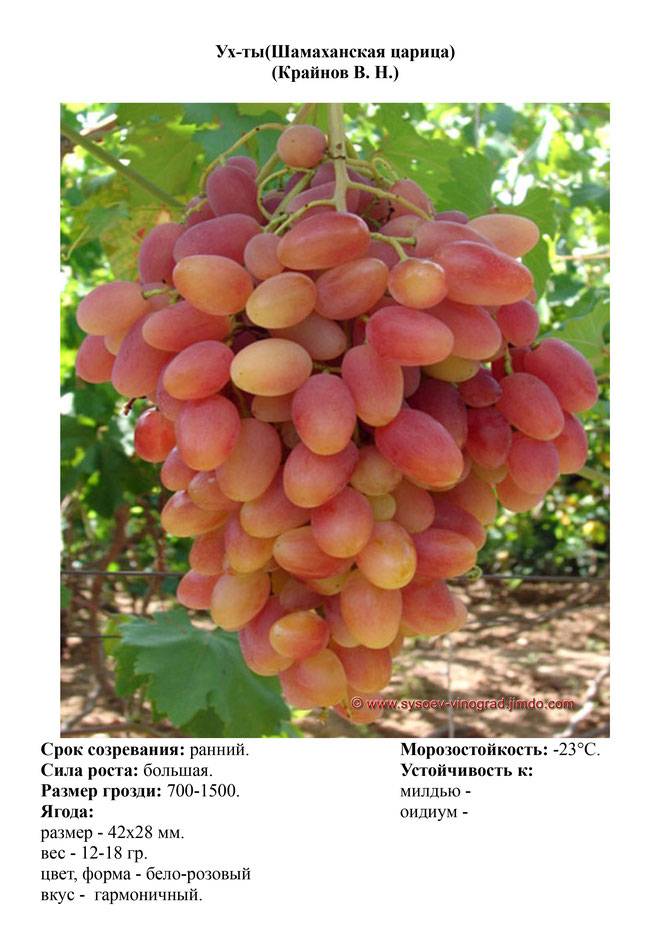 Виноград преображение: описание сорта, выращивание, уход, плюсы и минусы, отзывы