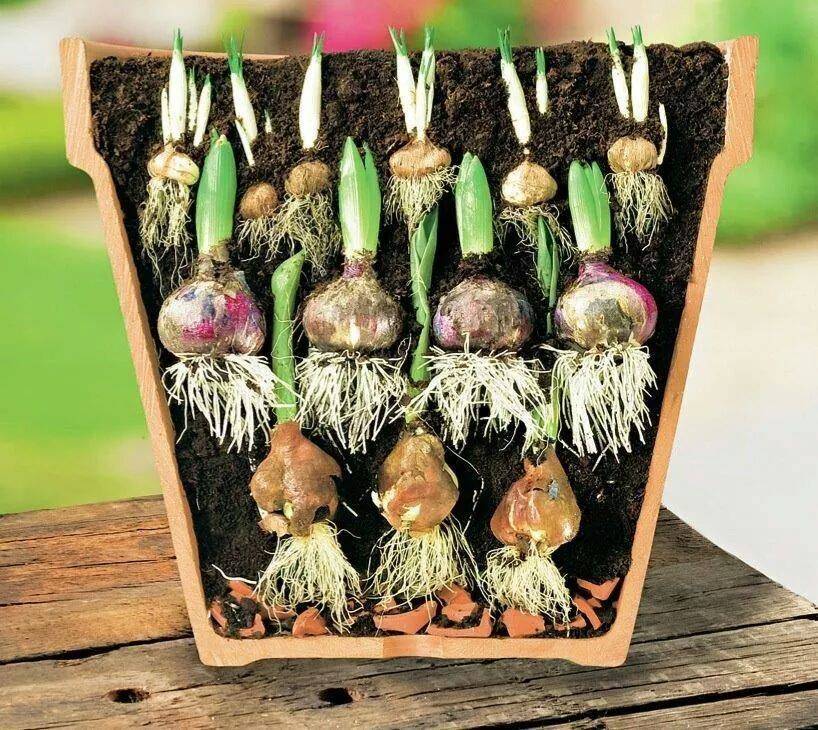 Как и когда сажать луковицы тюльпанов осенью в открытый грунт: сроки, правила, схемы