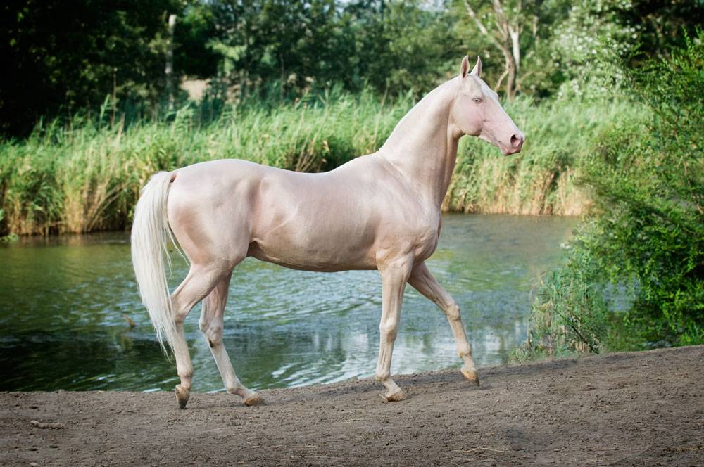 ᐉ ахалтекинская лошадь изабелловой масти: описание и фото, происхождение скакунов - zooon.ru