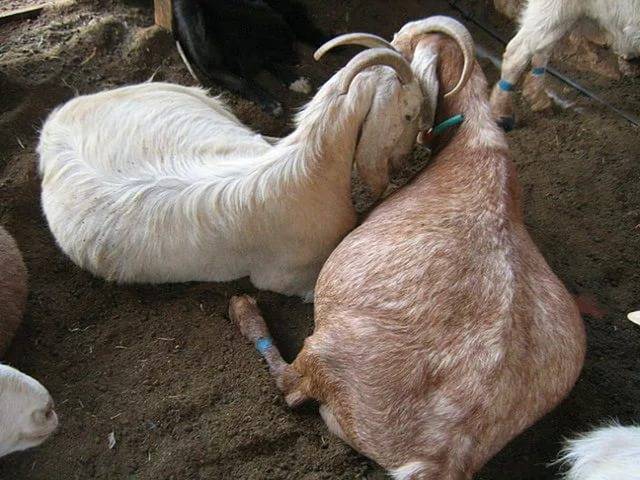 Методы определения стельности козы